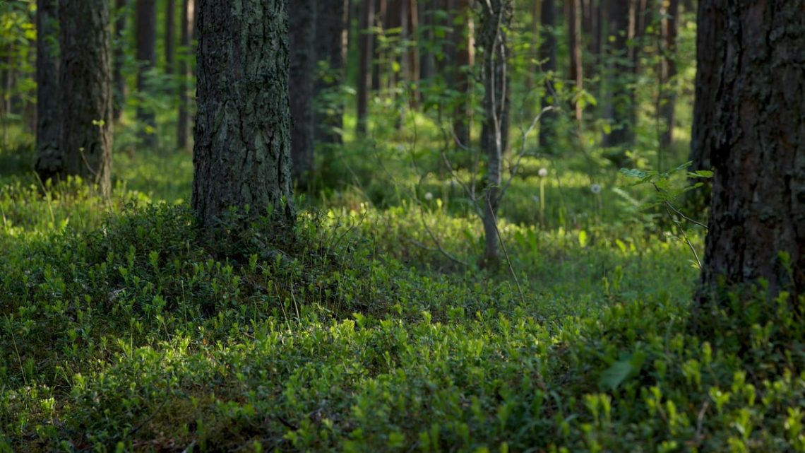 Sunlight filtering through vibrant green forest, highlighting lush vegetation.