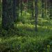 Sunlight filtering through vibrant green forest, highlighting lush vegetation.